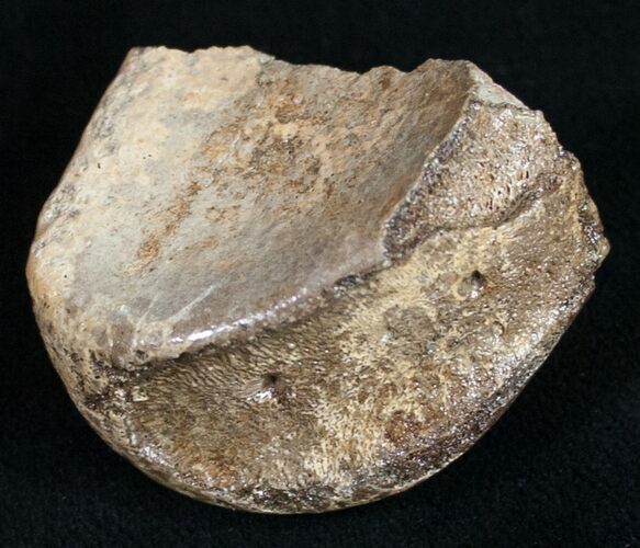 Partial Hadrosaur Metatarsal (Toe) Bone #9971